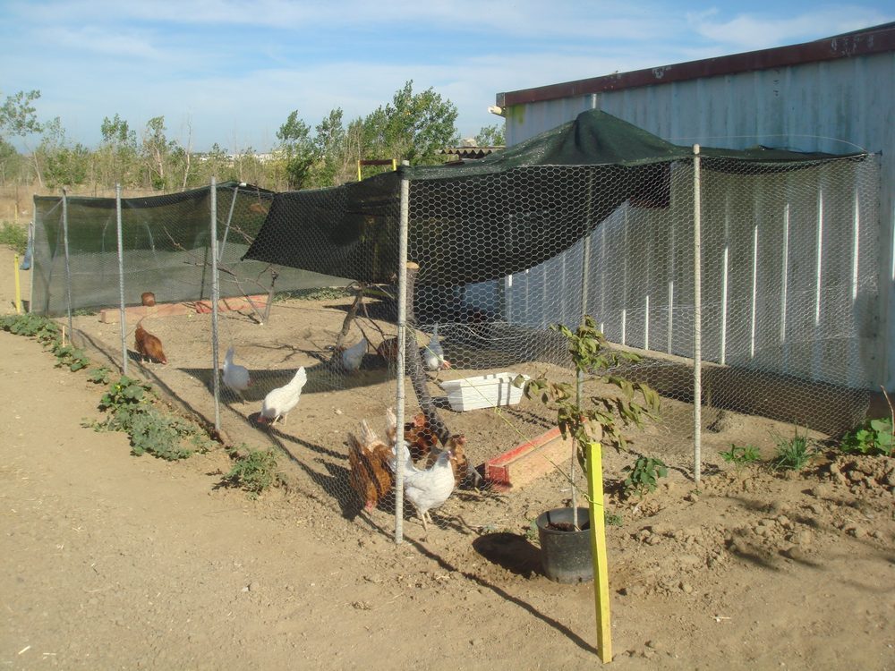 Parcela de huerto ecológico con frutales en Ecohuertos Móstoles