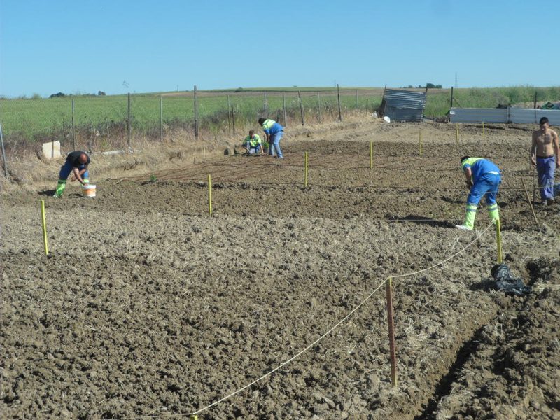 Parcelas de cultivo en la finca de Móstoles