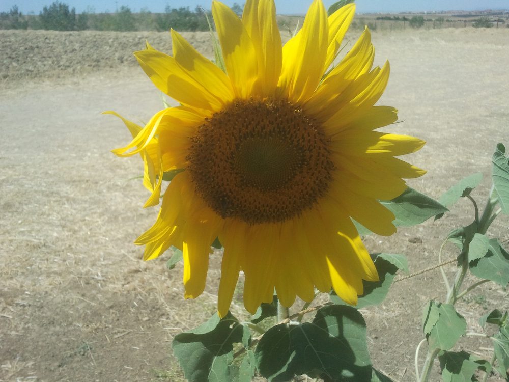Girasol en flor en la finca «Los Girasoles» de Ecohuertos Móstoles